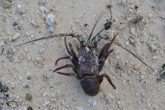 Panulirus penicillatus