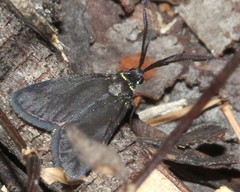 Pollanisus lithopastus