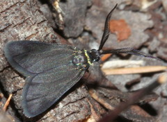 Pollanisus lithopastus