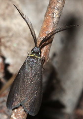 Pollanisus lithopastus