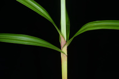 Scleria sumatrensis