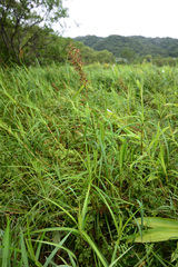 Scleria sumatrensis