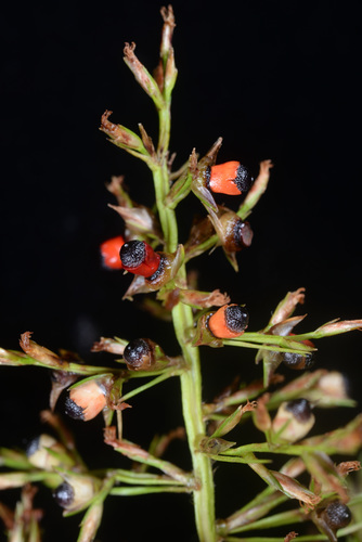 Scleria sumatrensis