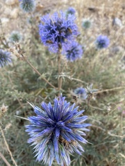 Echinops adenocaulos