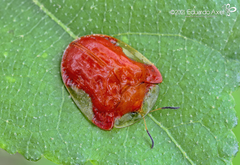 Charidotella tuberculata