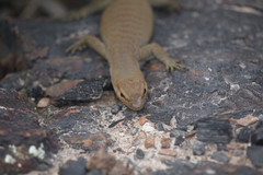 Varanus tristis