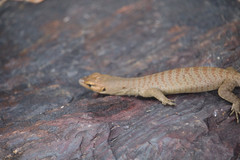 Varanus tristis