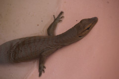 Varanus tristis