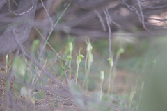 Pterostylis setulosa