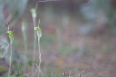 Pterostylis setulosa