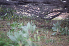 Pterostylis setulosa