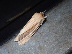Ichneutica semivittata