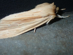 Ichneutica semivittata
