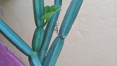 Cissus quadrangularis quadrangularis