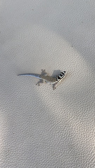 Lygodactylus mombasicus