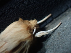 Ichneutica semivittata