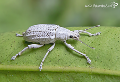 Compsus auricephalus