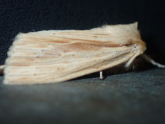 Ichneutica semivittata