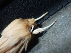 Ichneutica semivittata
