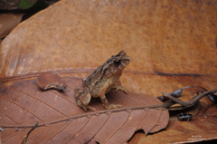 Ingerophrynus divergens