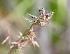 Cymbopogon tortilis