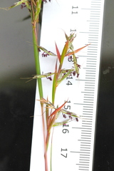 Cymbopogon tortilis