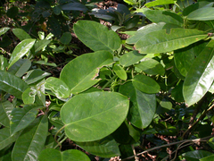 Vincetoxicum biglandulosum