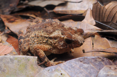 Ingerophrynus divergens