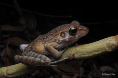 Pulchrana baramica