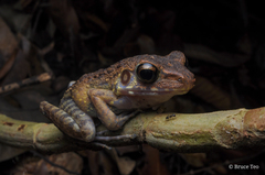 Pulchrana baramica