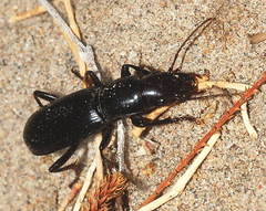 Stenolepta transcaspica