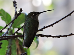 Eugenes fulgens