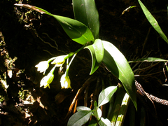 Dendrobium macropus