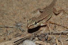 Crossobamon eversmanni