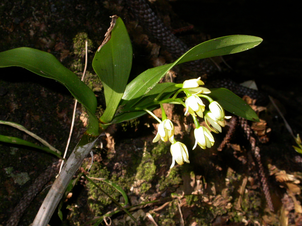 Dendrobium macropus (Endl.) Rchb.f. ex Lindl.