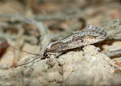 Deuterotinea casanella