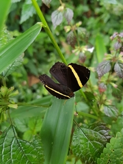 Abisara fylla