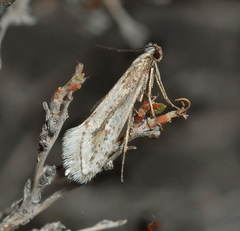 Deuterotinea casanella