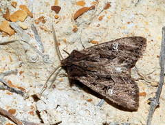 Polymixis trisignata