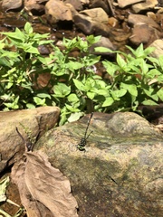 Stylogomphus tantulus