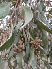 Eucalyptus cornuta