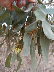 Eucalyptus cornuta