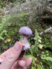 Cortinarius olympianus