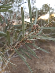 Acacia saligna