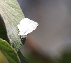 Spalgis lemolea lemolea