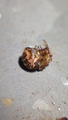 Parasteatoda tabulata