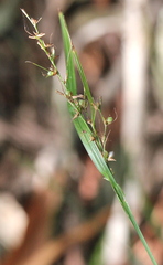 Scleria terrestris