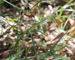 Scleria terrestris