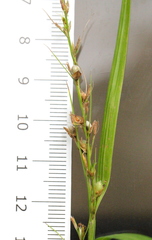 Scleria terrestris