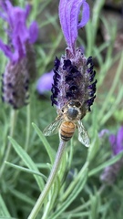 Apis mellifera